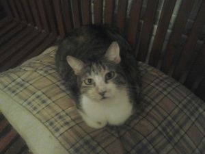 Arizona Baby Bild von Arizona Baby