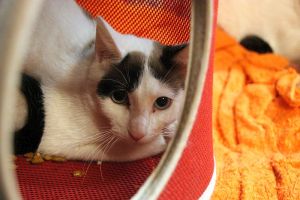 Bronte Bild von Bronte