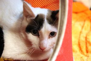 Bronte Bild von Bronte