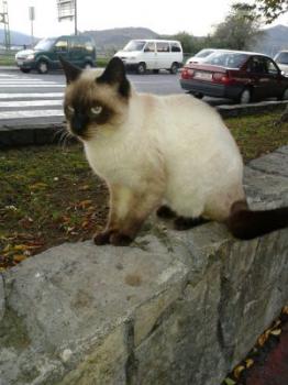 Pavarotti Bild von Pavarotti