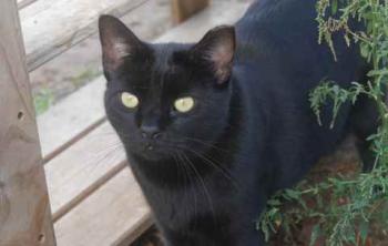 Yvor Bild von Yvor