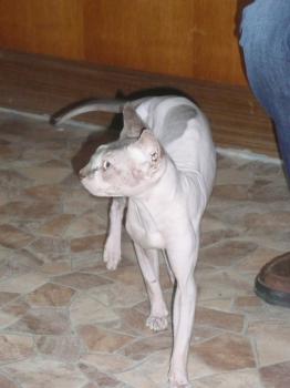 Bild von Toto
