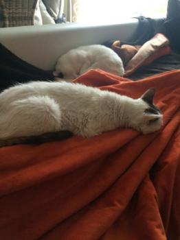 Bild von Pussy