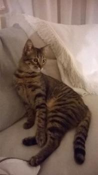 Collarin Bild von Collarin