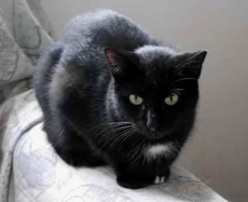 Sally Bild von Sally