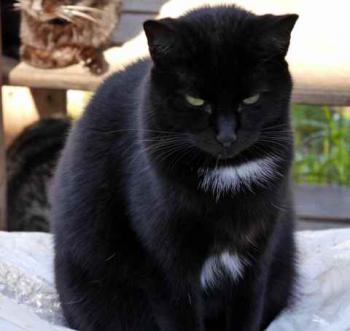 Sally Bild von Sally