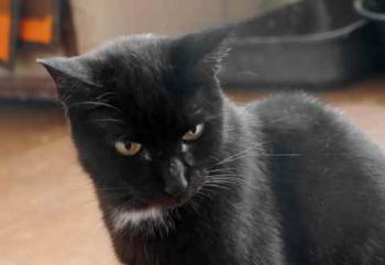 Sally Bild von Sally