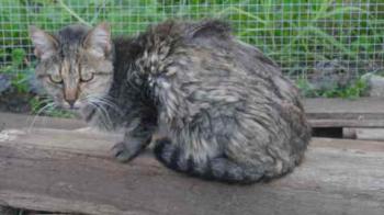 Bild von Pili