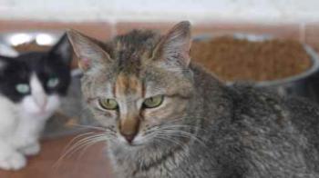 Bild von Pili