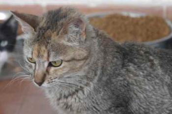 Bild von Pili