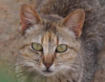 Bild von Pili
