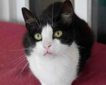 Polly Bild von Polly