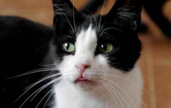 Polly Bild von Polly