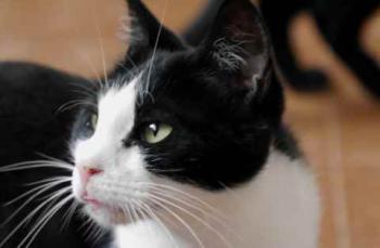 Polly Bild von Polly