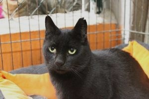 Bild von Brandy