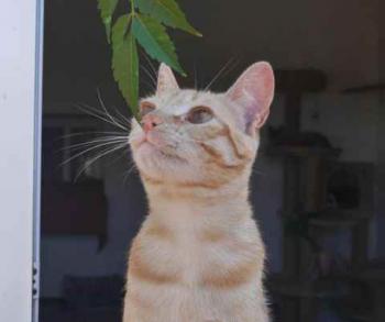 Kisho Bild von Kisho