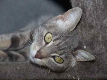 Gilda Bild von Gilda