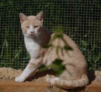 Pepin Bild von Pepin