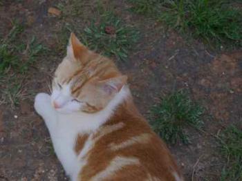 Pepin Bild von Pepin