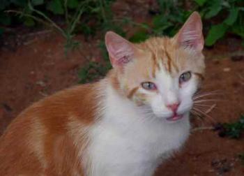 Pepin Bild von Pepin