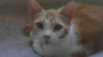 Pepin Bild von Pepin