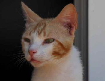 Pepin Bild von Pepin
