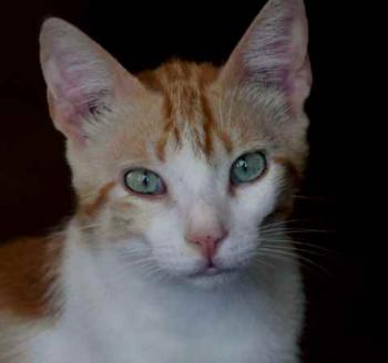 Pepin Bild von Pepin