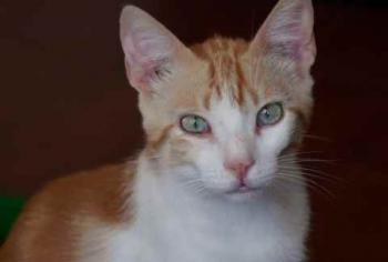 Pepin Bild von Pepin