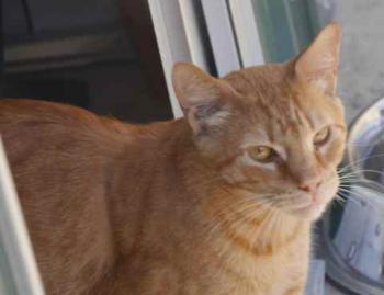 Orpheus Bild von Orpheus