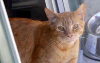 Orpheus Bild von Orpheus