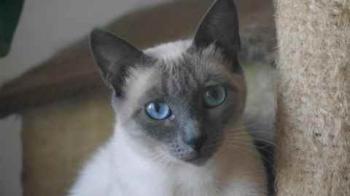 Isra Bild von Isra