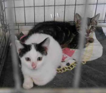 Minou Bild von Minou