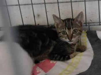 Minou Bild von Minou