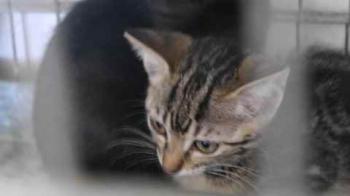 Minou Bild von Minou