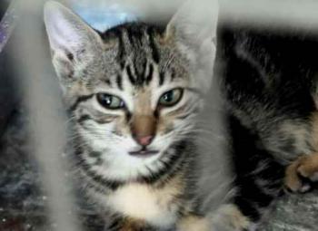 Minou Bild von Minou