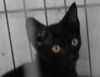 Kokou Bild von Kokou