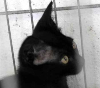 Kokou Bild von Kokou