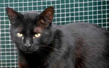 Negro Bild von Negro