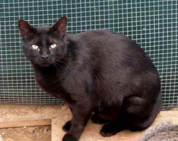 Negro Bild von Negro