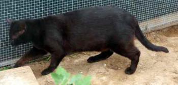 Negro Bild von Negro