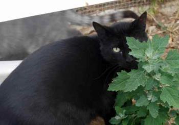 Negro Bild von Negro