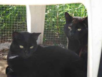 Negro Bild von Negro