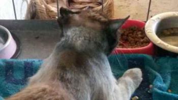 Lupo Bild von Lupo