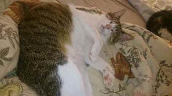 Prince Bild von Prince