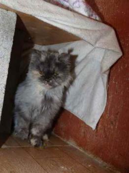 Shila Bild von Shila