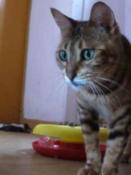 Yesaja Bild von Yesaja