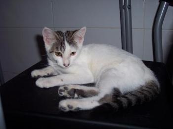 Cuco Bild von Cuco