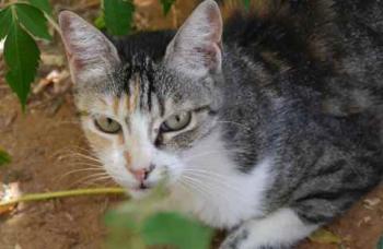 Cindy Bild von Cindy
