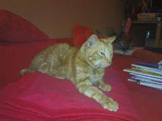 Bild von Snoopy