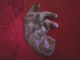 Bild von Snoopy